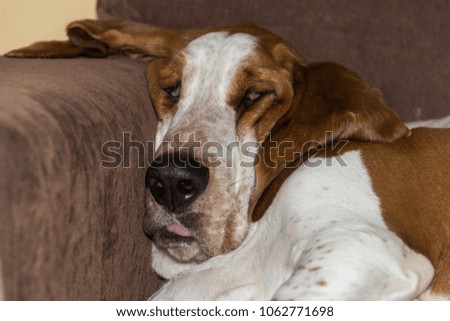 Basset Hound dog brown and white with sleep sloth almost sleeping and tongue out of mouth.