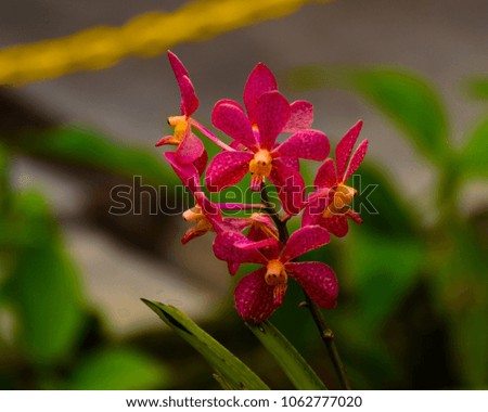 colourful and fresh flowers with blurry effects on background