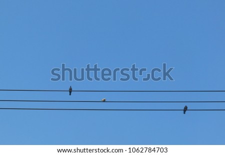 3 birds on the cable and bluesky