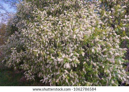 Large white bush of a blossoming bird cherry with selective focus. Blooming branches of white bird cherry tree on a sunny spring day in the garden.