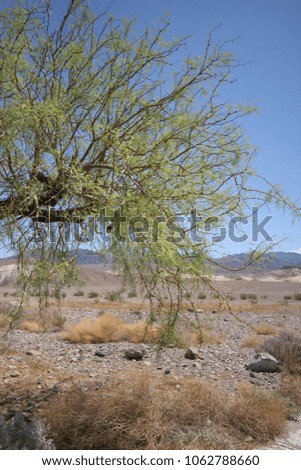 Plants in Death Valley National Park in California, United States