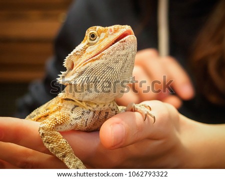 Pogona (or bearded dragon) on the hands close-up