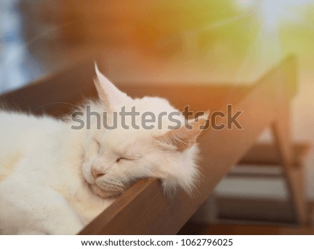 Cat sleep in cafe cat.
