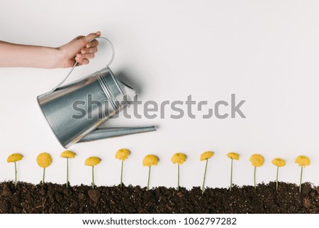 cropped shot of woman watering yellow chrysanthemum flowers in ground isolated on white