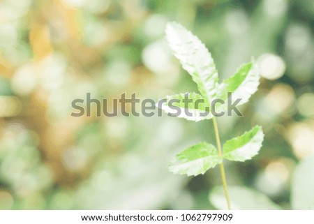 green leaves  in the  forest  at  sunrise with white bokeh light  useful for wallpaper , fresh nature background 