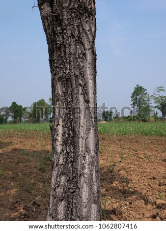 tree trunk isolated from background