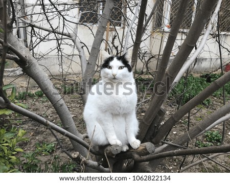 Beautiful cat in Romania