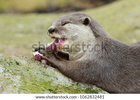 Close up of an oriental short clawed otter eating