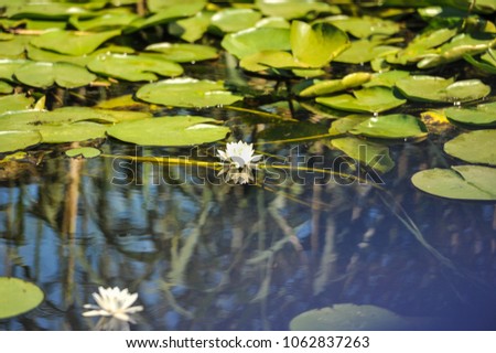 White water lilies in the Romanian Danube Delta.beautiful European white water lilly in Danube Delta, Romania ( Nymphaea alba )
