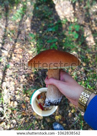 white mushrooms in hand