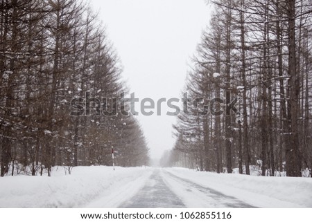 Snow road in pine forrest , winter is coming