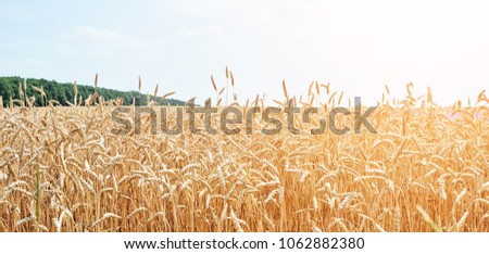 backdrop of ripening ears of yellow wheat field Close up nature photo Idea of a rich harvest