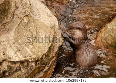 otter trying to open a shell