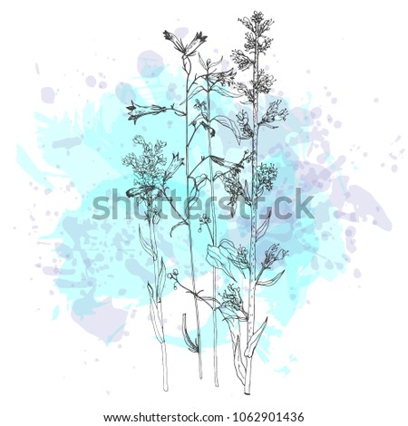 Vector background with drawing wild plants, herbs and flowers and paint stains, botanical illustration, natural floral template