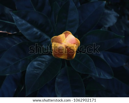 Abstract yellow bud of tropical flower against background of large green leaves, minimal concept