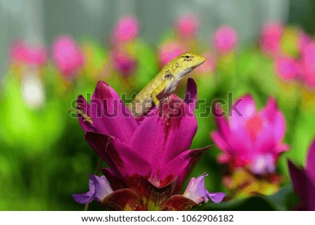 lizard in the garden