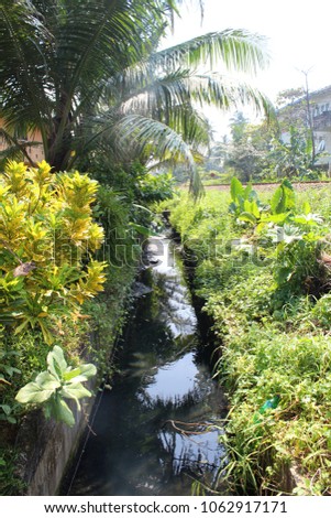 Beautiful green nature with palm trees, green plants and little creek in Hikkaduwa, Sri lanka. Tropical nature. Environment. Exotic background