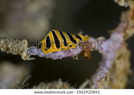 Tiger egg cowry (Cuspivolva tigris). Picture was taken in the Banda sea, Ambon, West Papua, Indonesia
