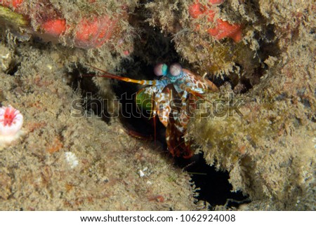 The Peacock Mantis Shrimp (Odontodactylus scyllarus). Picture was taken in the Banda sea, Ambon, West Papua, Indonesia
