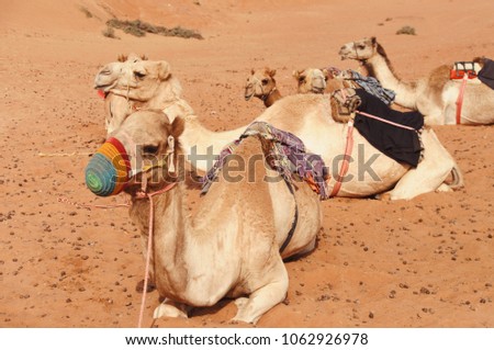  A caravan of camels is sitting in desert.