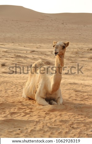 A smiley camel is sitting in desert.