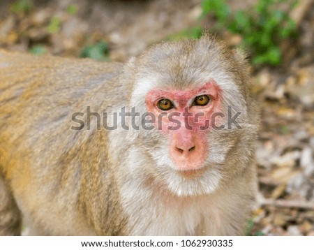 wild monkey portrait close up looking at camera