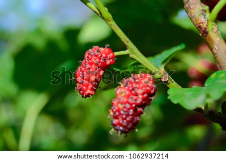 Mulberry Tree and Mulberry fruit
