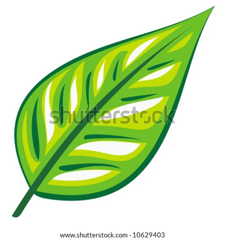 Green leaf (Vector)