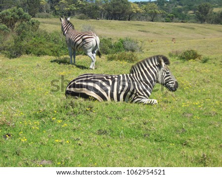 Zebras on a plain.