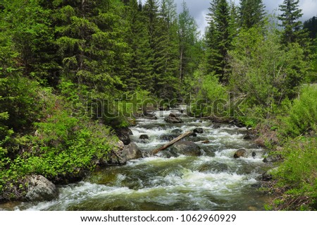 Rough stormy river in the forest. Chibitka, Altai mountains, Siberia