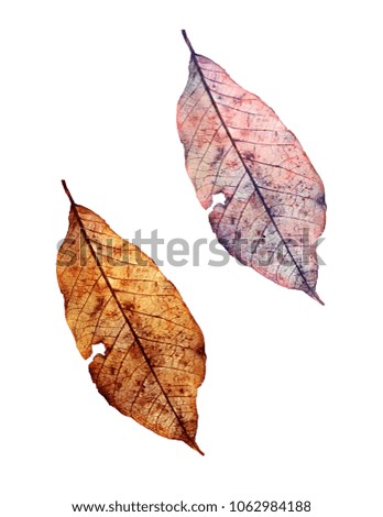 Autum Leaves isolated on white
