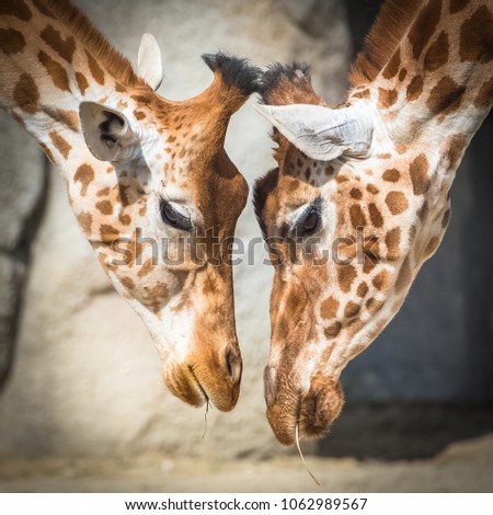 Giraffe, mother and baby giraffe, love
