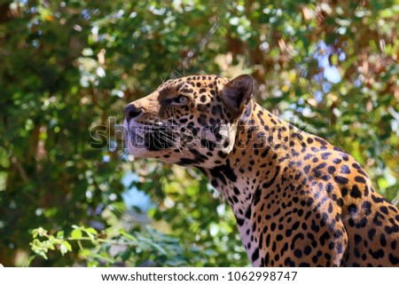 Jaguar or Panthera onca Royalty-Free Stock Photo #1062998747