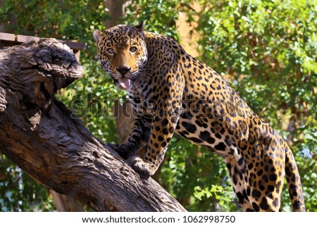 Jaguar or Panthera onca Royalty-Free Stock Photo #1062998750
