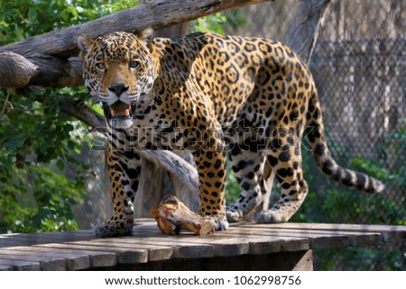 Jaguar or Panthera onca Royalty-Free Stock Photo #1062998756