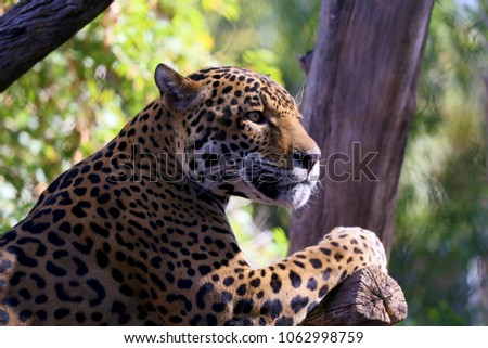 Jaguar or Panthera onca Royalty-Free Stock Photo #1062998759