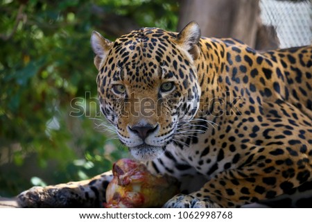 Jaguar or Panthera onca Royalty-Free Stock Photo #1062998768