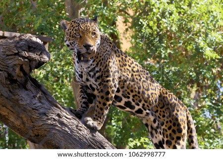 Jaguar or Panthera onca Royalty-Free Stock Photo #1062998777