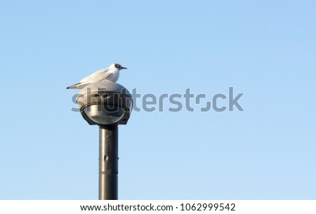 Seagull perched on a lamp post
