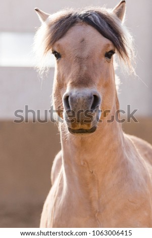 fjord horse portrait