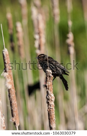 Female red-winged Blackbird sitting on cattail plant in wisconsin marsh