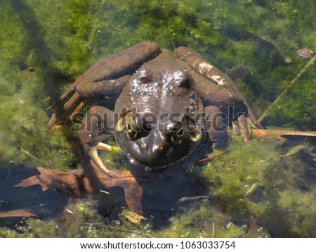 Toad in the water