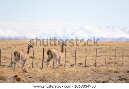Guanacos in Patagonia - Wildlife in Patagonia