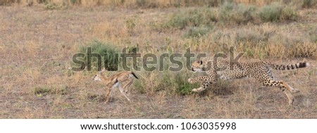 Young cheetah is hunting on thomson's gazelle.  It is a good pictures of wildlife. Photos made with short distance and excellent light.