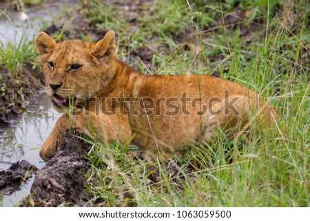 Lions family on african savannah