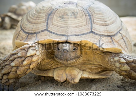Sulcata feared it was in the armor to protect itself from the enemy.