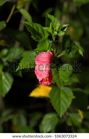 Hibiscus or Chinese rose