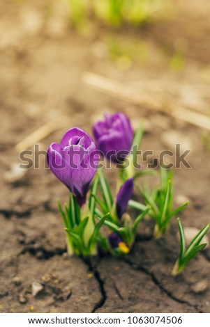 Single blooming purple flower crocus. A single crocus, a bunch of crocuses, a meadow full of crocuses. Close-up crocus on a natural background with a selective focus. Saffron in a spring garden.