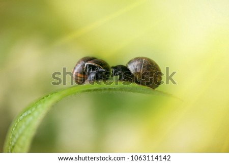 a couple of snails