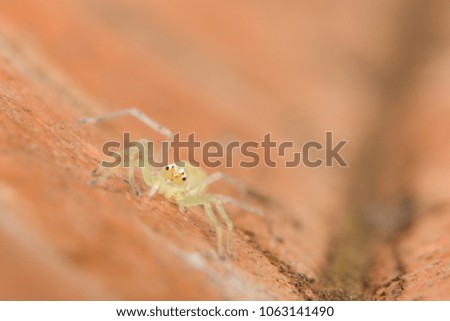 Macro spider on brown ground